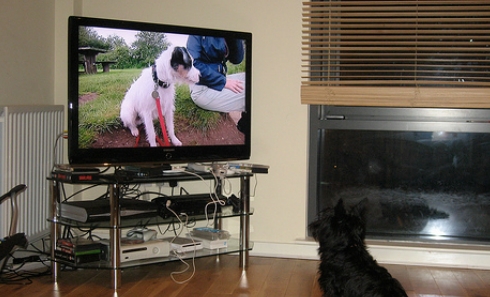 cane guarda tv