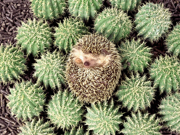 riccio tra i cactus