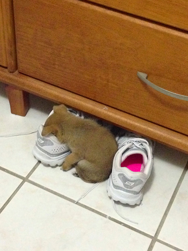 cane dorme nelle scarpe