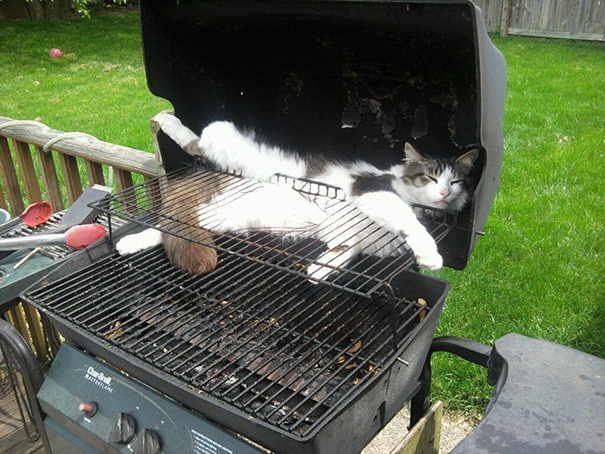 gatto che dorme nel grill