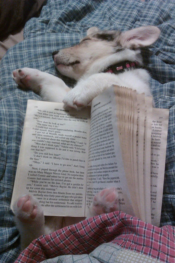  cane che dorme nel libro
