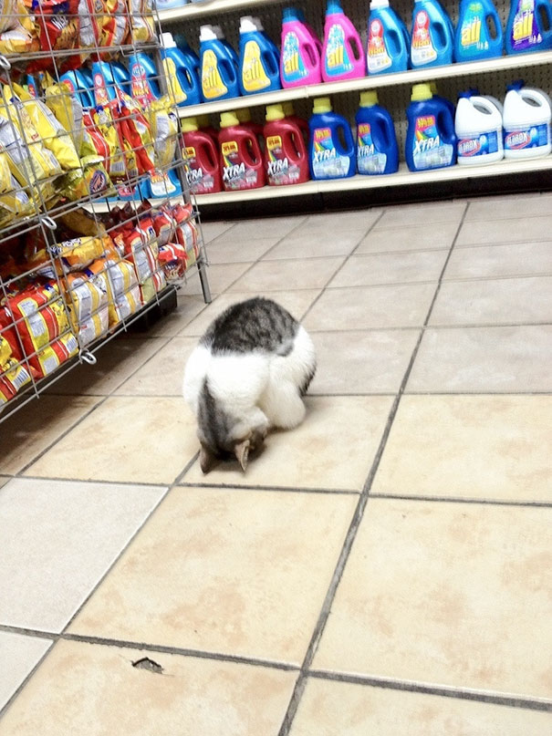  gatto che dorme al supermercato