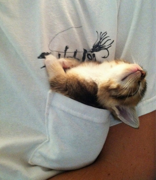 gatto che dorme in tasca