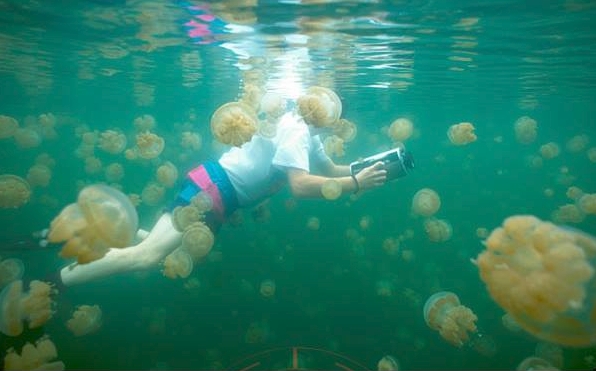 palau nuotare in mezzo alle meduse
