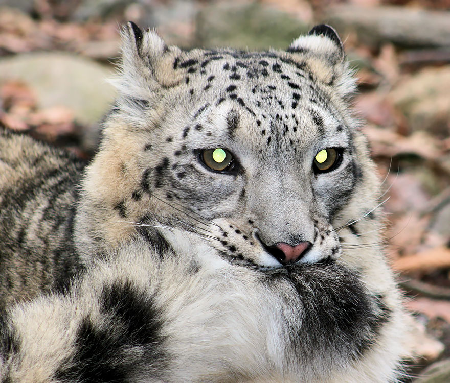 leopardi delle nevi si mordono la coda
