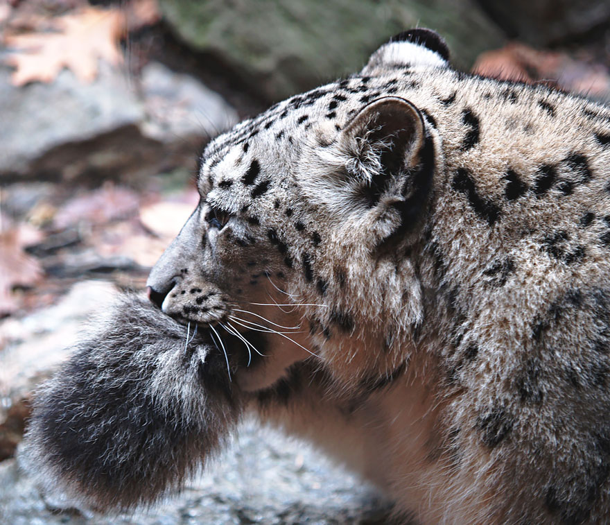 leopardi delle nevi si mordono la coda