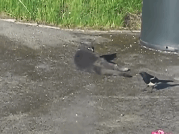 corvi tirano code degli altri animali
