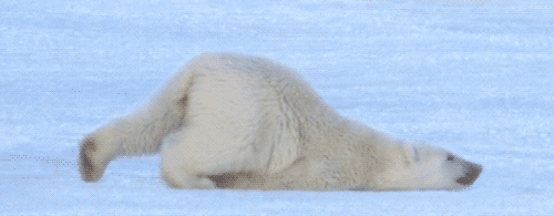 orsi polari si trascinano sul ghiaccio