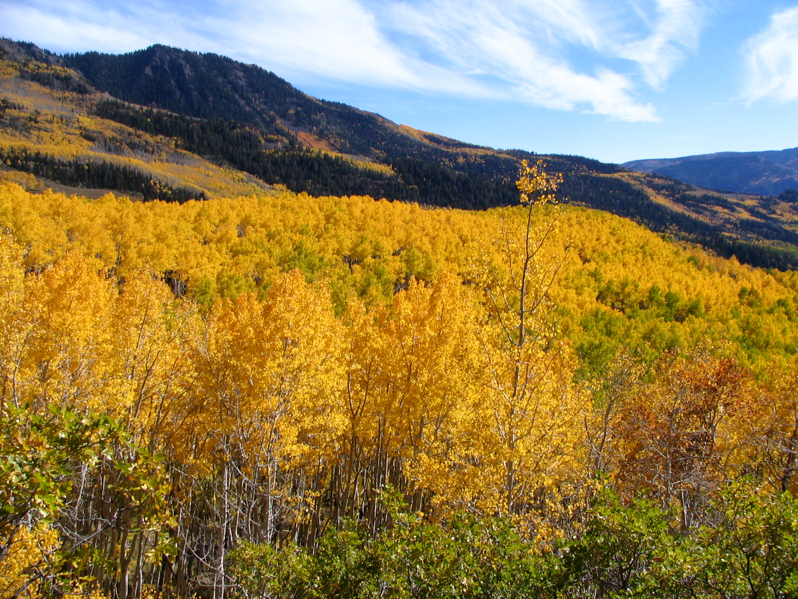 Pando, Utah, il gigante tremante