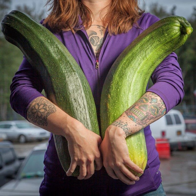 zucchine giganti in Alaska