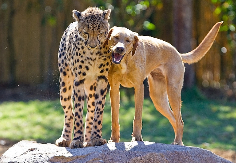 ghepardo e cane
