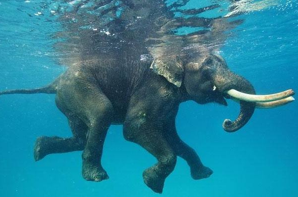 elefante che nuota