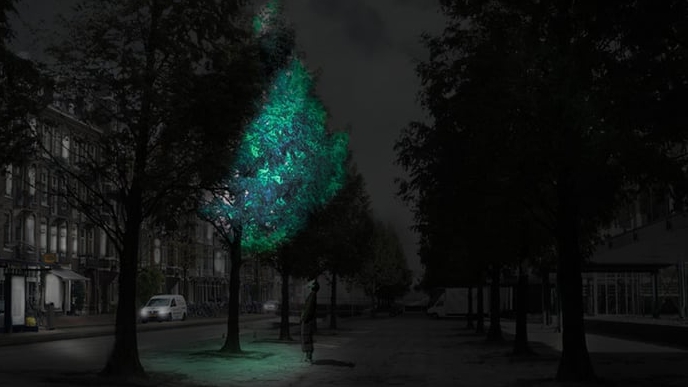 alberi bioluminescenti per illuminare le strade