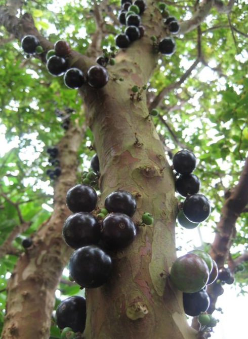 jabuticaba: i fiori e i frutti crescono direttamente sul tronco