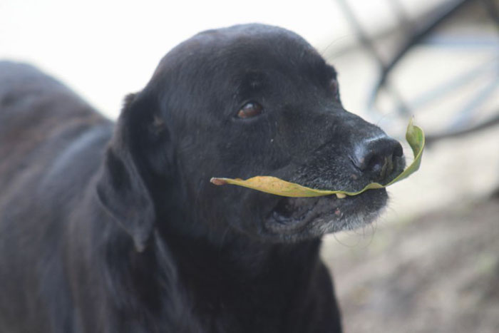 il cane che compra biscotti con delle foglie