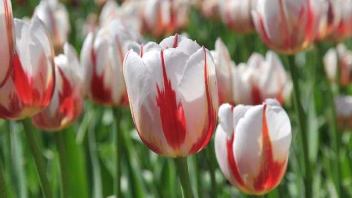 Canada 150, i Tulipani con i colori della bandiera canadese