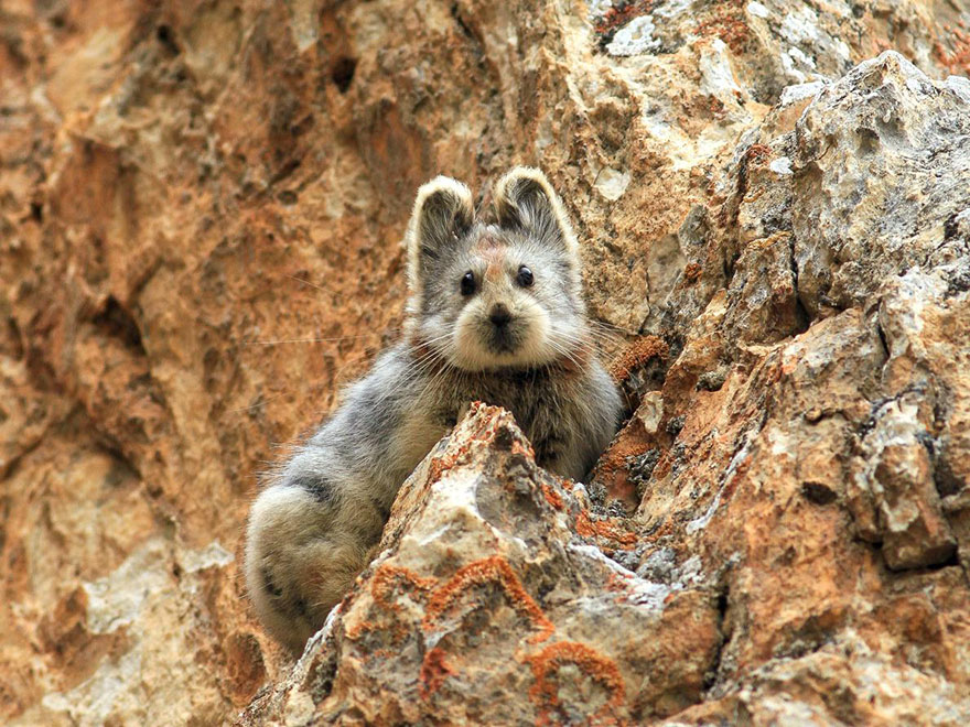 pika animale