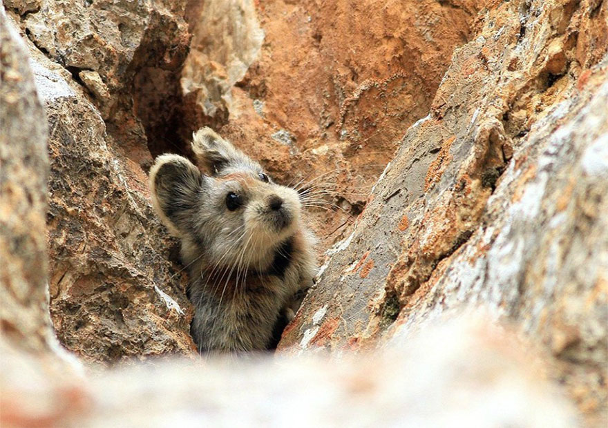 pika animale
