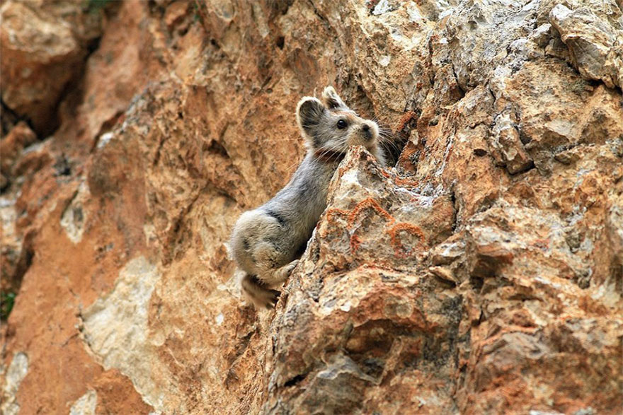pika animale