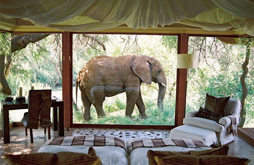 stanza sud africa