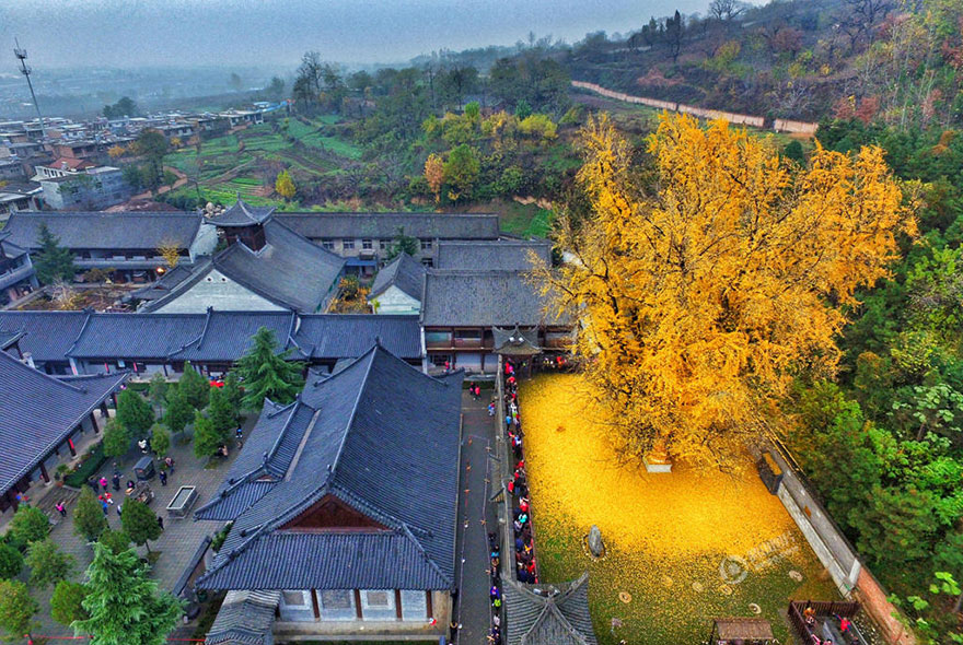 albero di 1400 anni perde le foglie