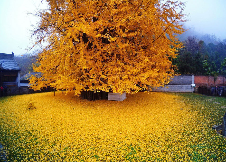 albero di 1400 anni perde le foglie