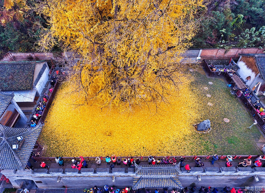 albero di 1400 anni perde le foglie