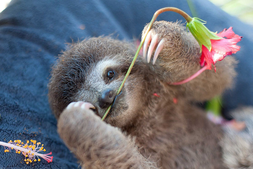 bradipi cuccioli