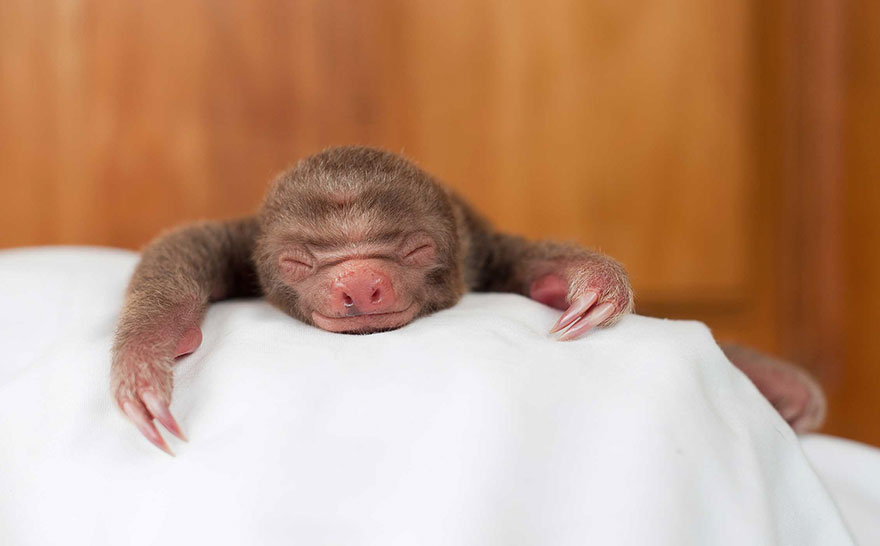 bradipi cuccioli