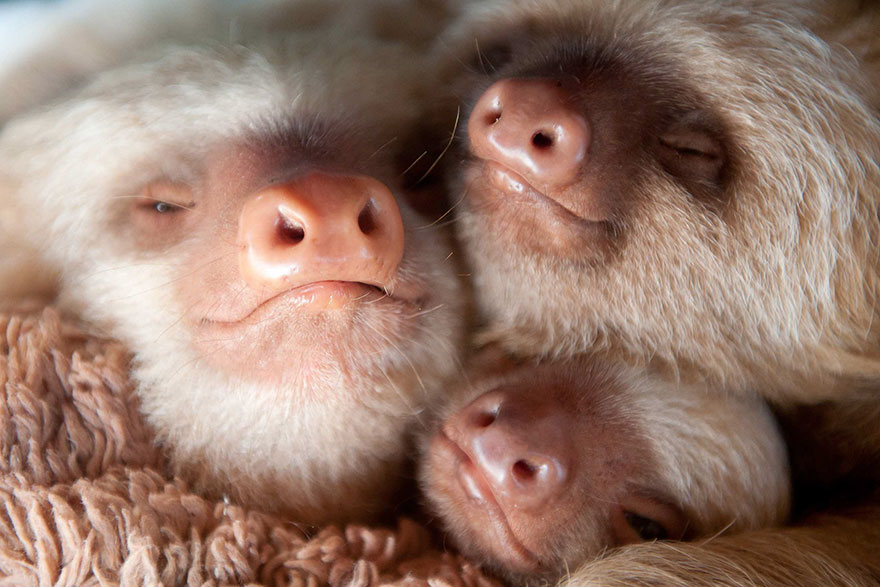 bradipi cuccioli