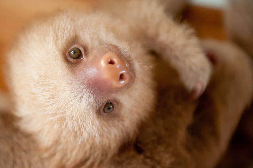 bradipi cuccioli