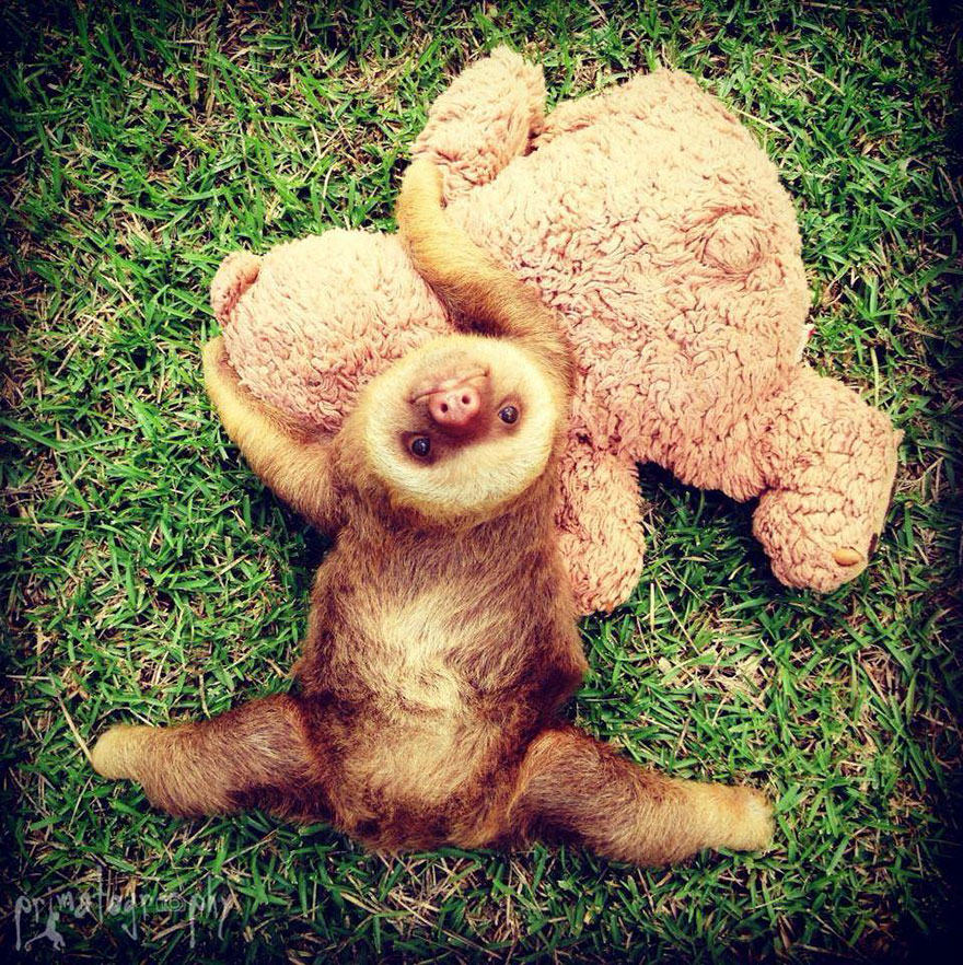 bradipi cuccioli