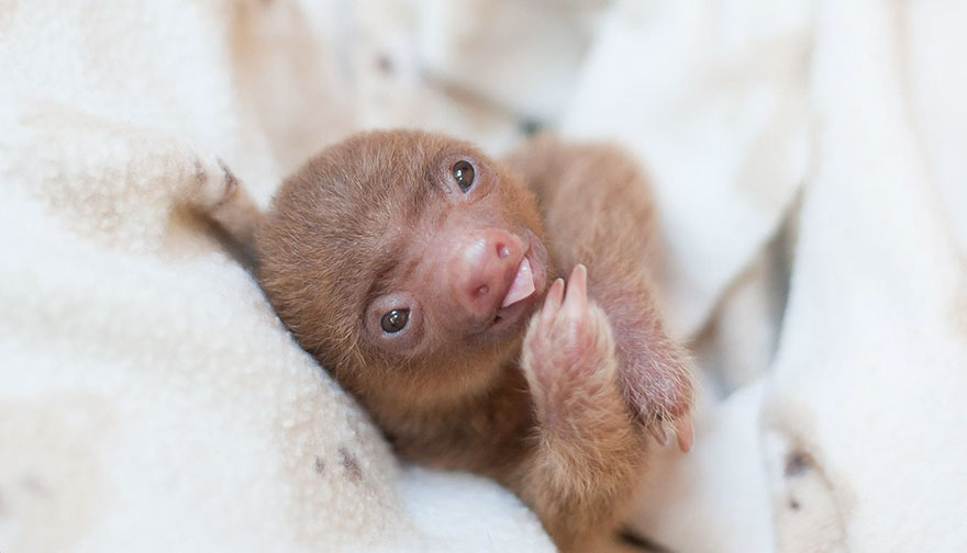 bradipi cuccioli