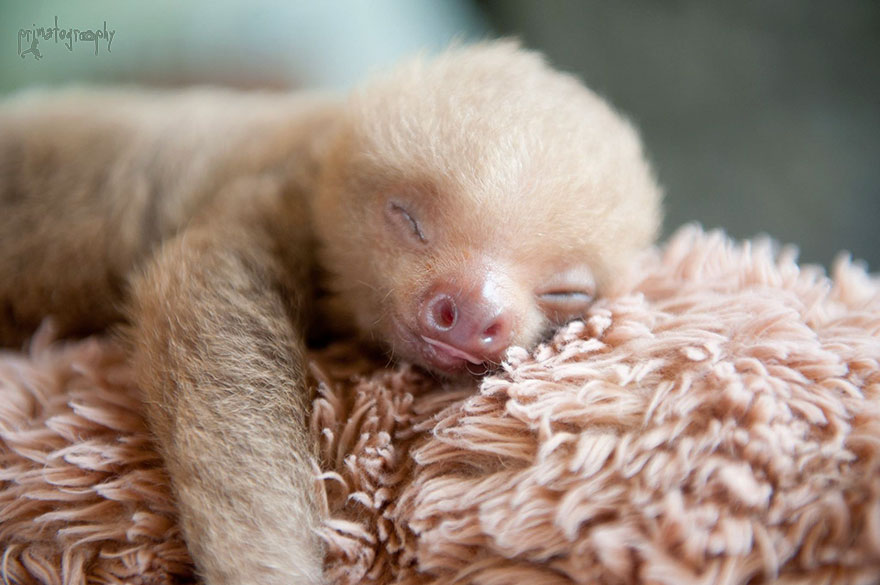 bradipi cuccioli