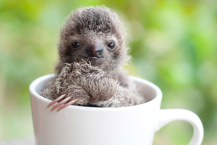 bradipi cuccioli