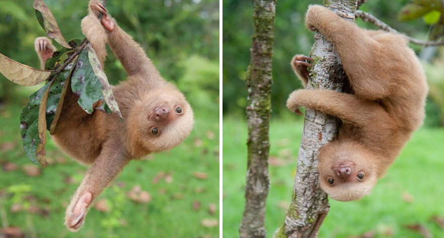 bradipi cuccioli