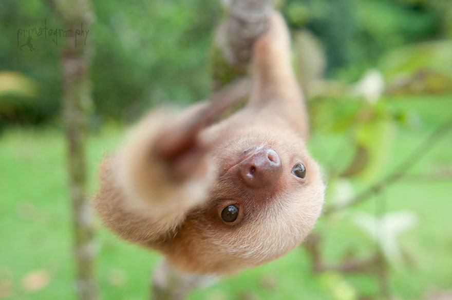bradipi cuccioli