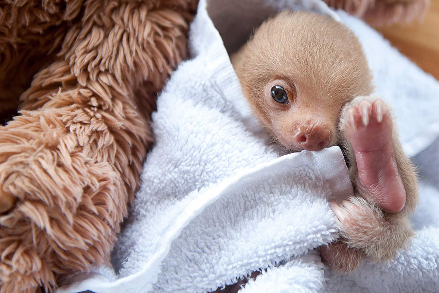 bradipi cuccioli