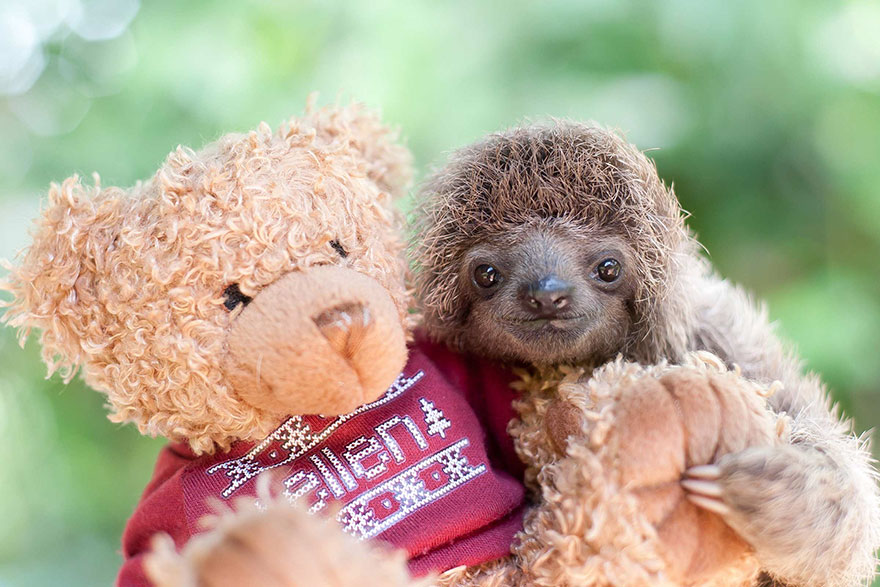 bradipi cuccioli