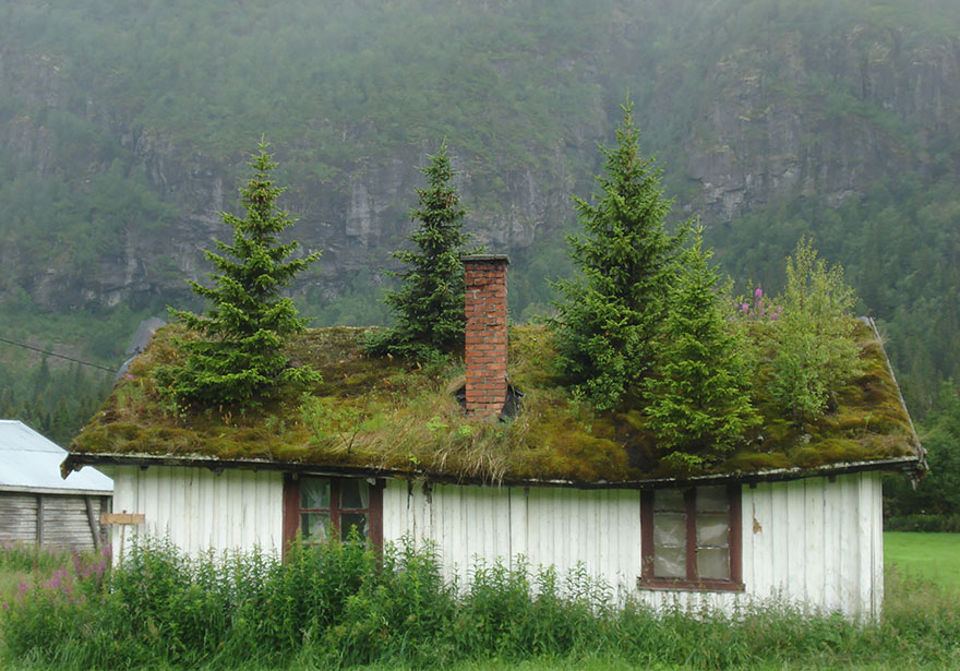 Casa con pini sopra Norvegia