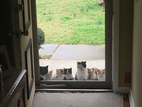 gatti selvatici in cerca di cibo
