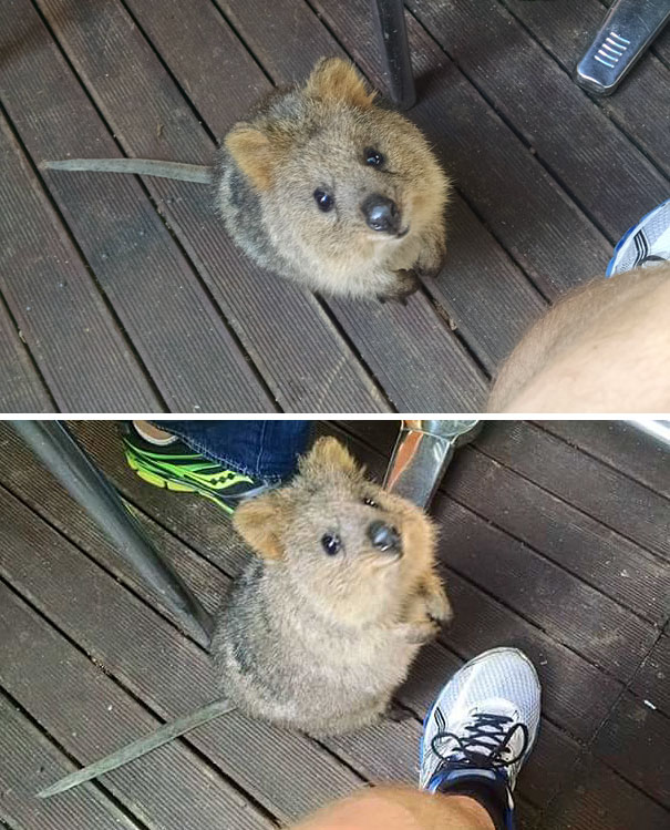 Un quokka che si avvicina durante la colazione