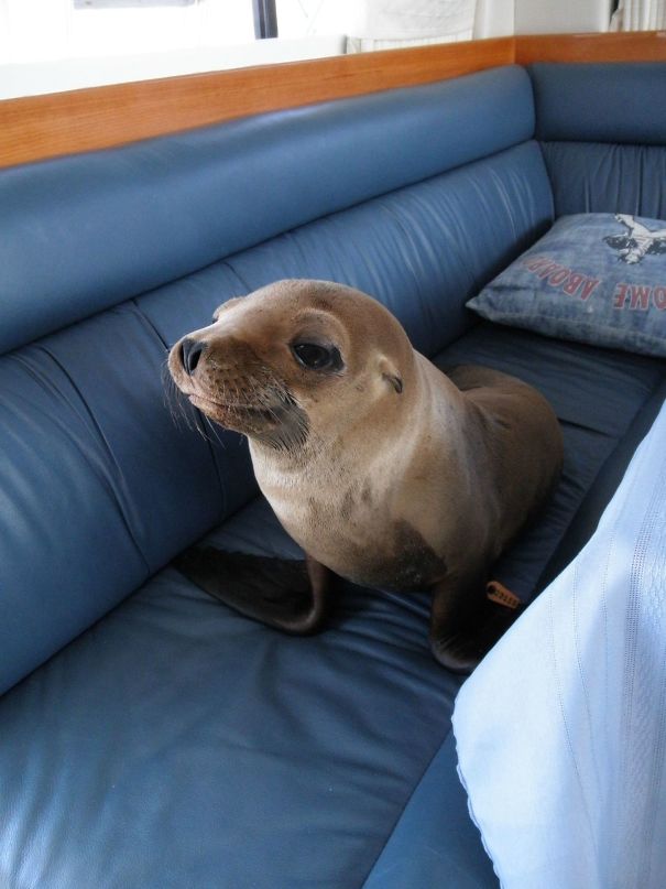 Questa foca è saltata su una barca e si è accomodata sul divano
