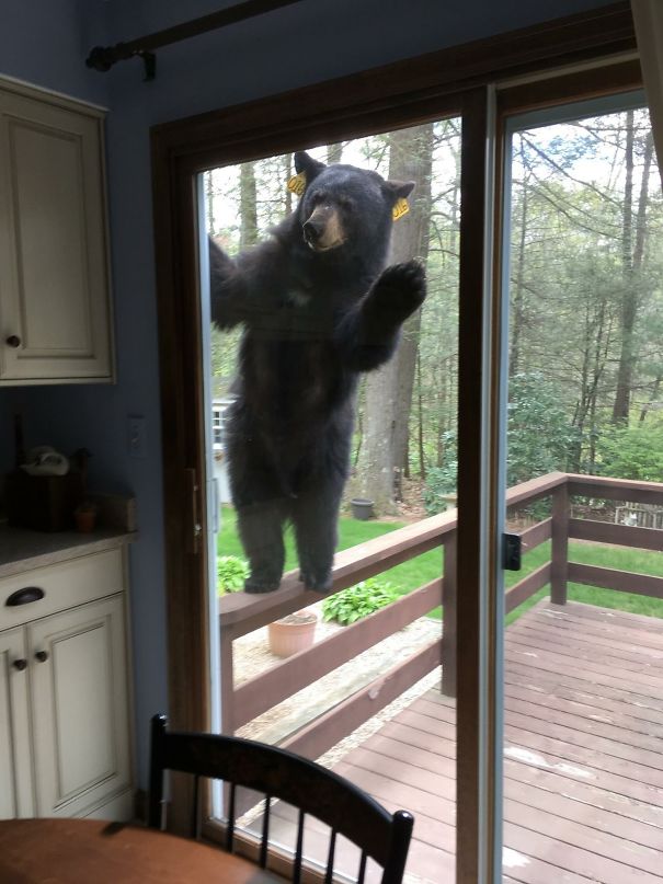 Un orso che sente odore di brownies