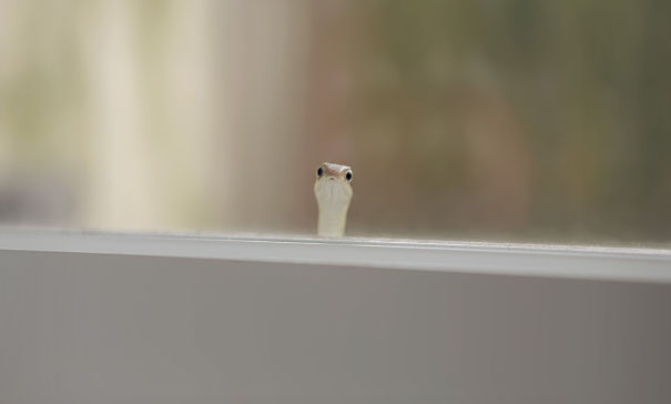 Un serpente che sbircia dentro una finestra