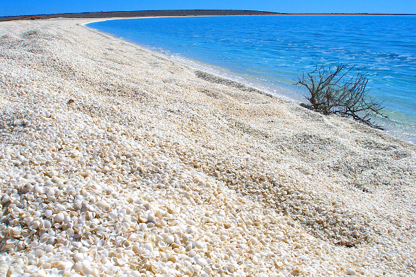 Shell Beach, , la piccola spiaggia Australia fatta interamente di piccole conchiglie
