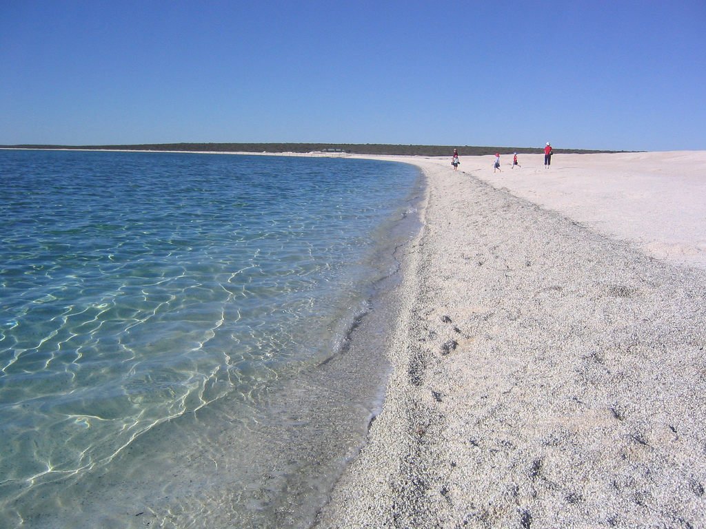 Shell Beach, , la piccola spiaggia Australia fatta interamente di piccole conchiglie