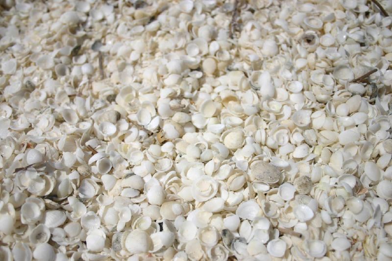 Shell Beach, , la piccola spiaggia Australia fatta interamente di piccole conchiglie