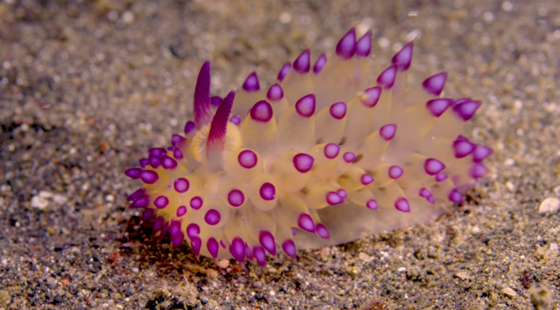 foto di nudibranchi