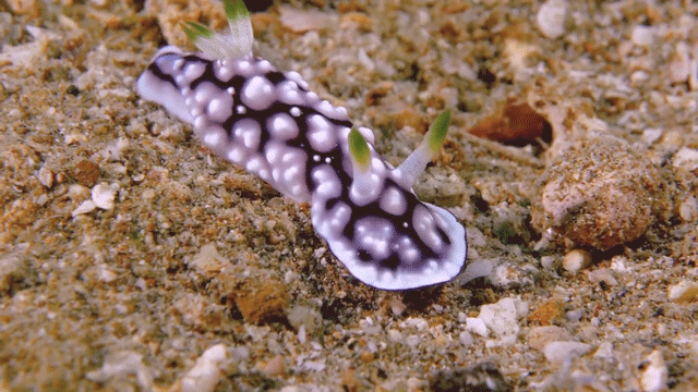 foto di nudibranchi